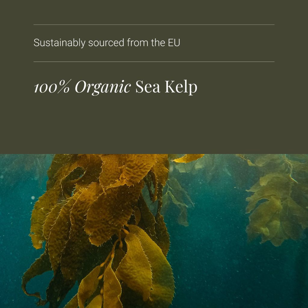Sea Kelp - Image 4