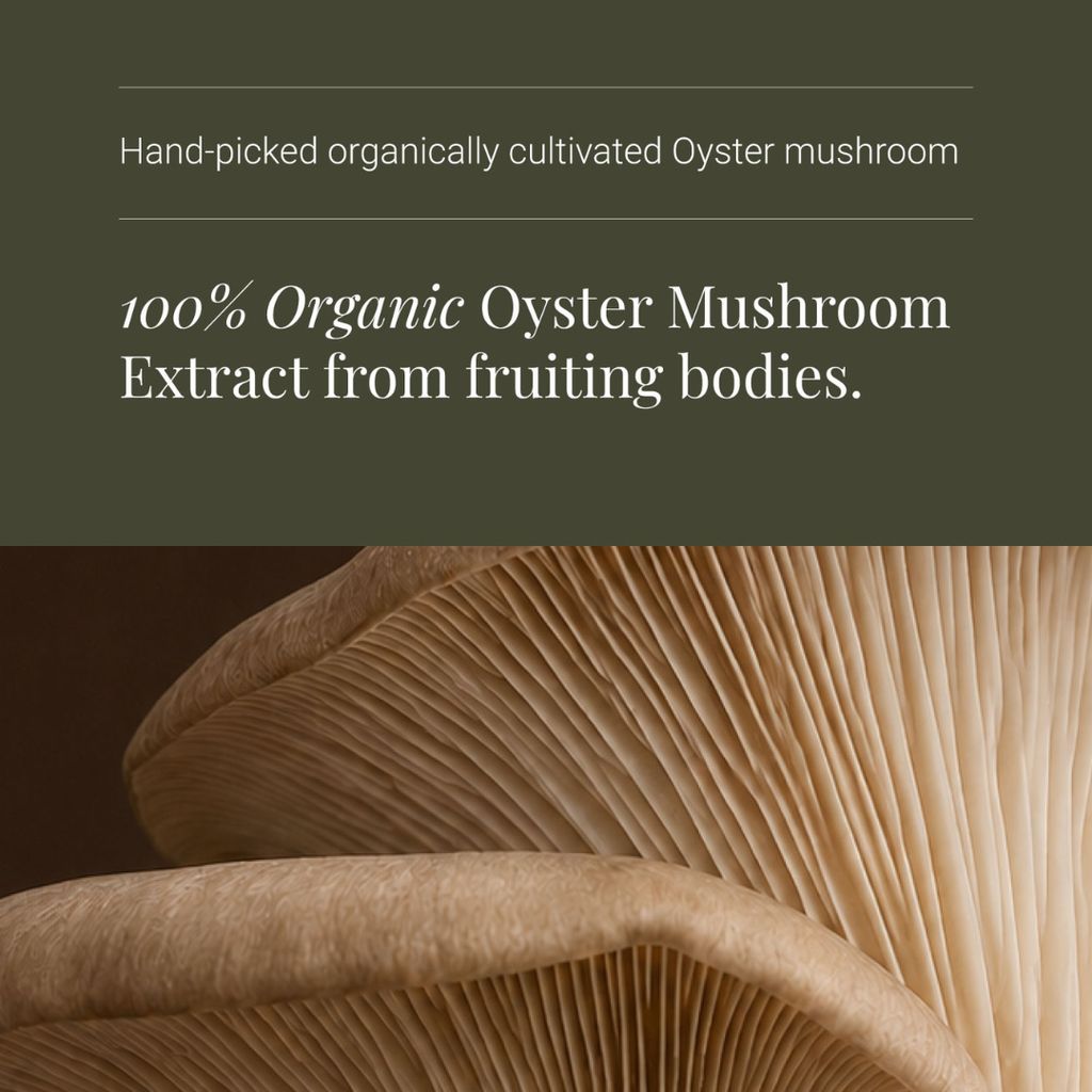 Oyster Mushroom Extract - Image 4