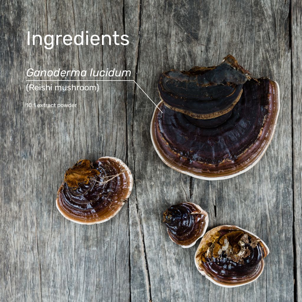 Reishi Mushroom (Fruiting Body) - Image 6