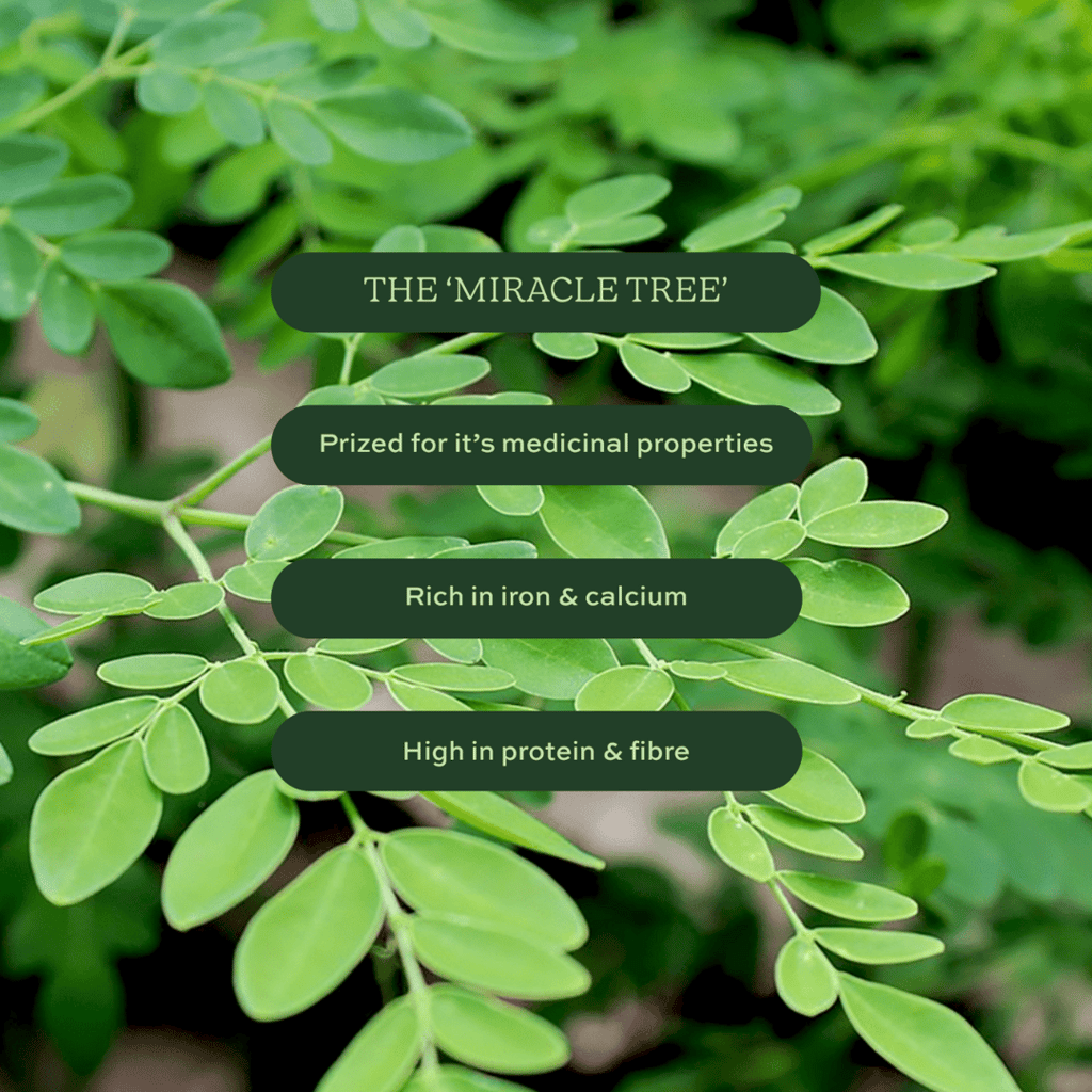 Aduna Moringa Superleaf Powder - Image 3