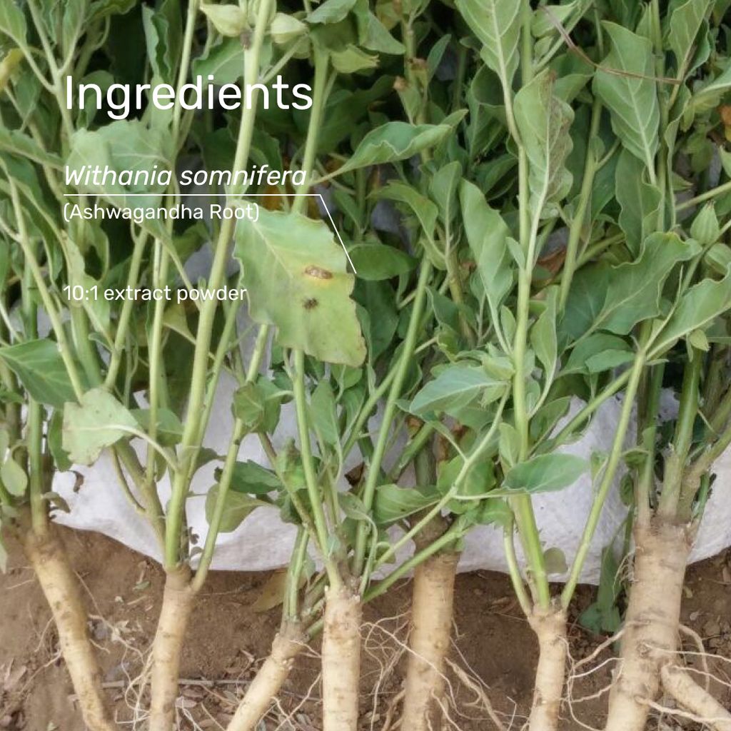 Ashwagandha - Image 6