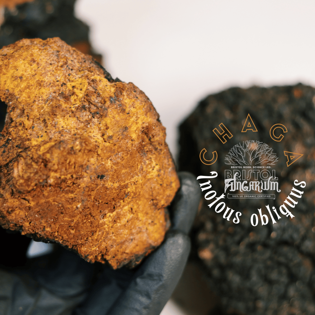 Organic Chaga Tincture - Image 2